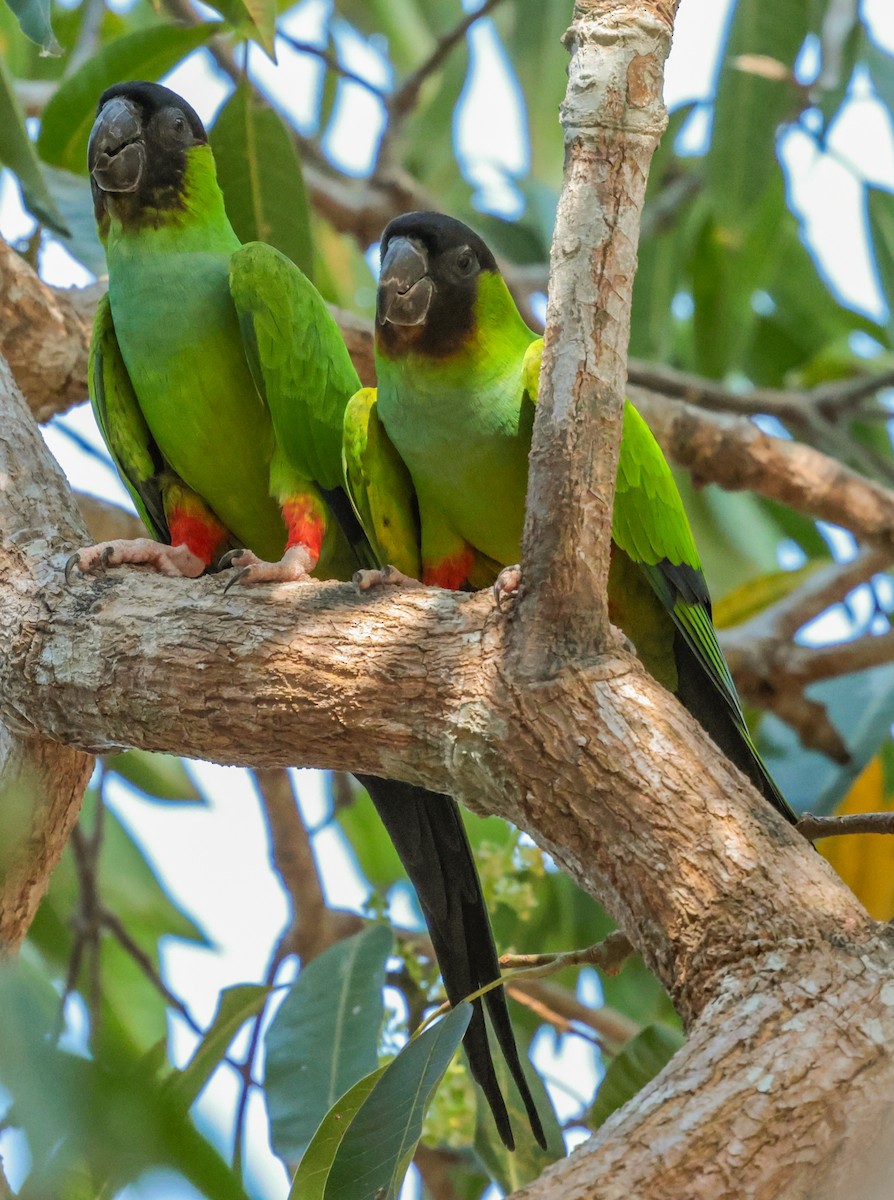Nanday Parakeet - ML643356560