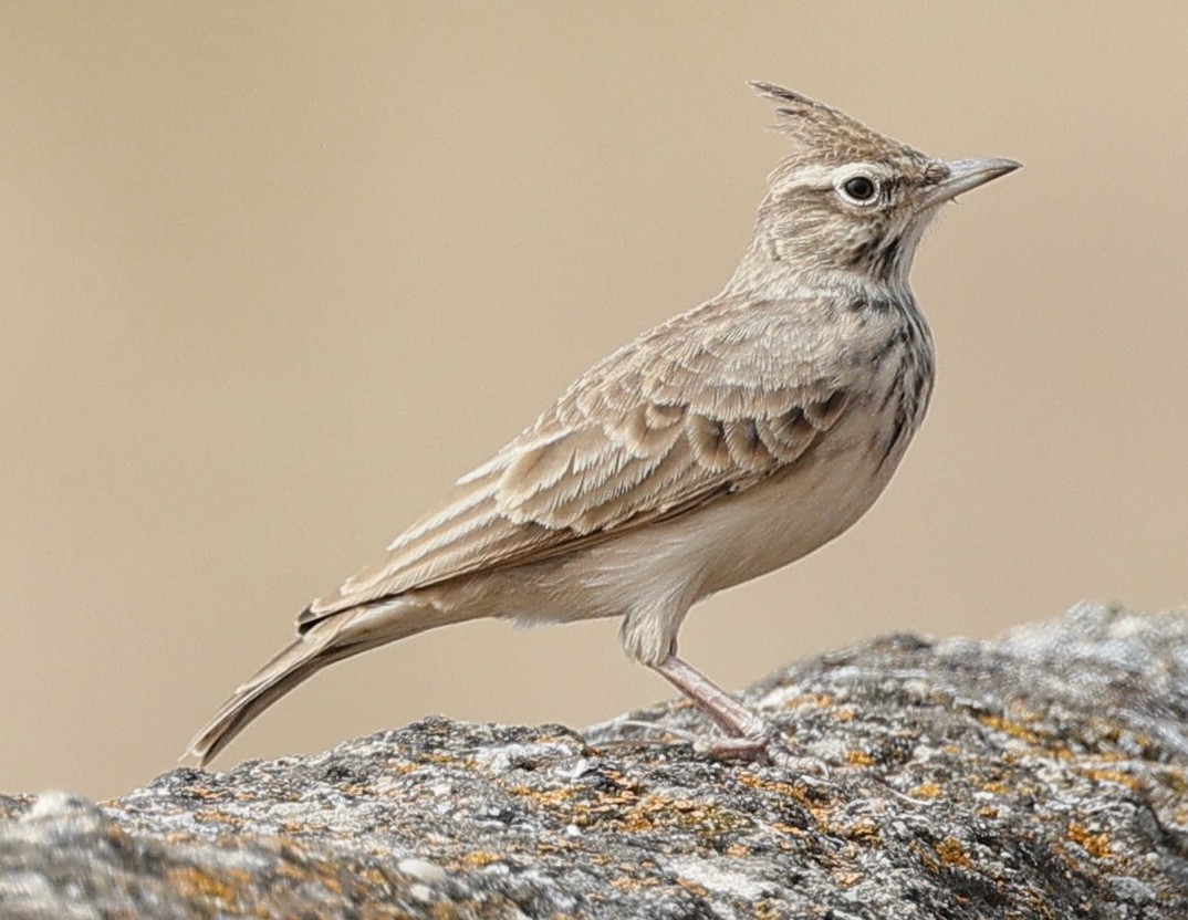 Crested Lark - ML643356562
