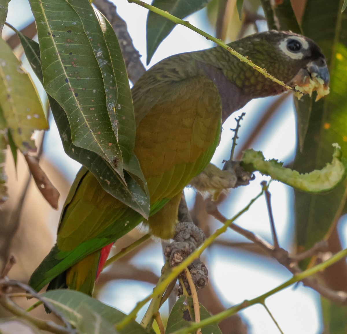 Scaly-headed Parrot - ML643356584