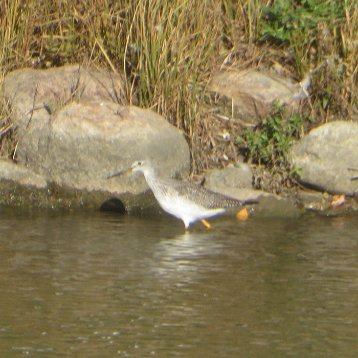 Greater Yellowlegs - ML643356589