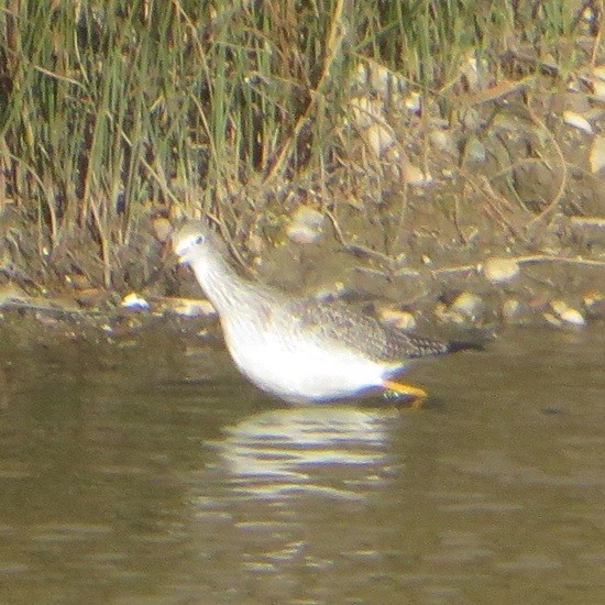Greater Yellowlegs - ML643356590