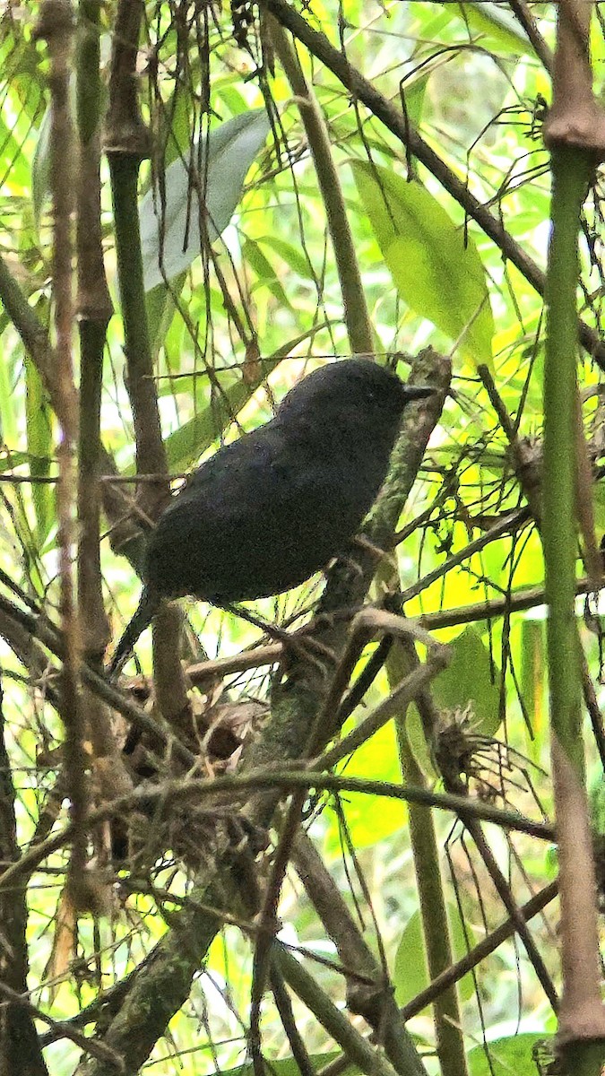 Blackish Tapaculo - ML643356595