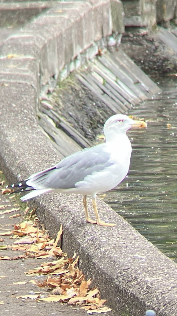 Yellow-legged Gull - ML643356632