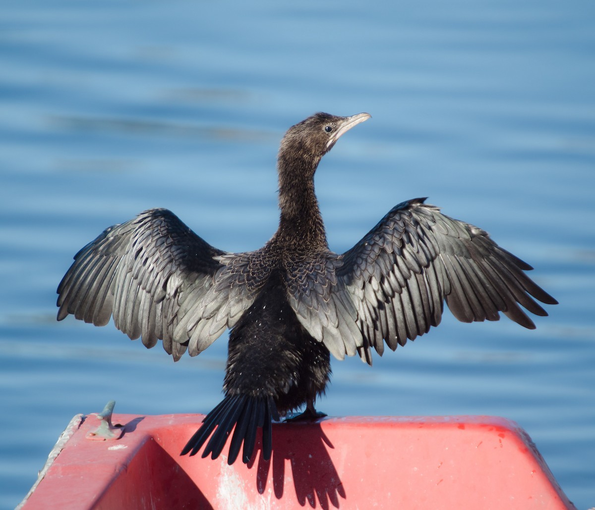 Pygmy Cormorant - ML643356639