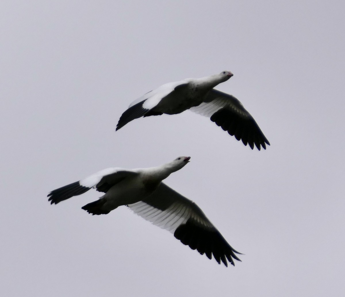 Ouette des Andes - ML643356649