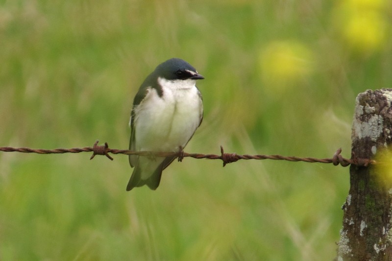 White-rumped Swallow - ML643356659