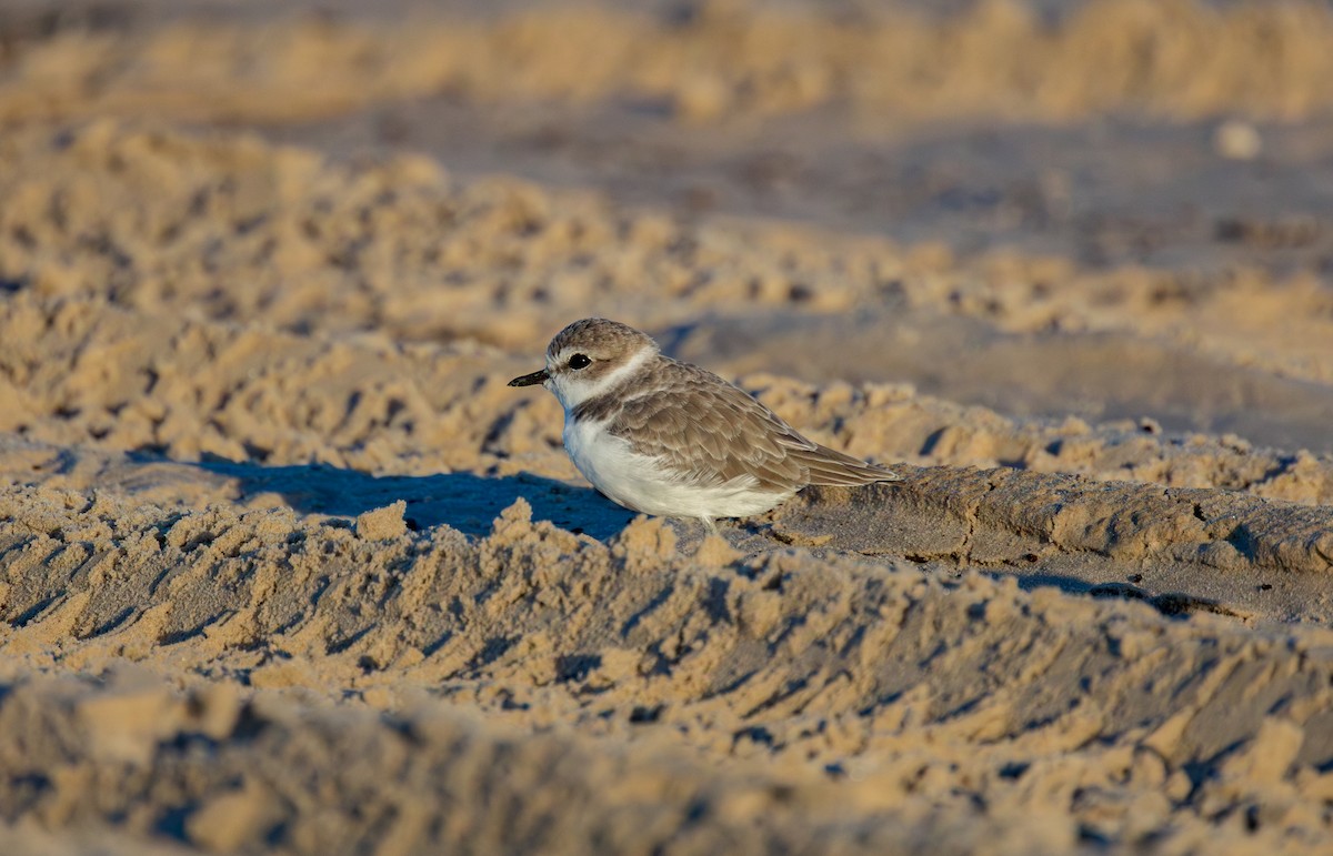 Snowy Plover - ML643356674