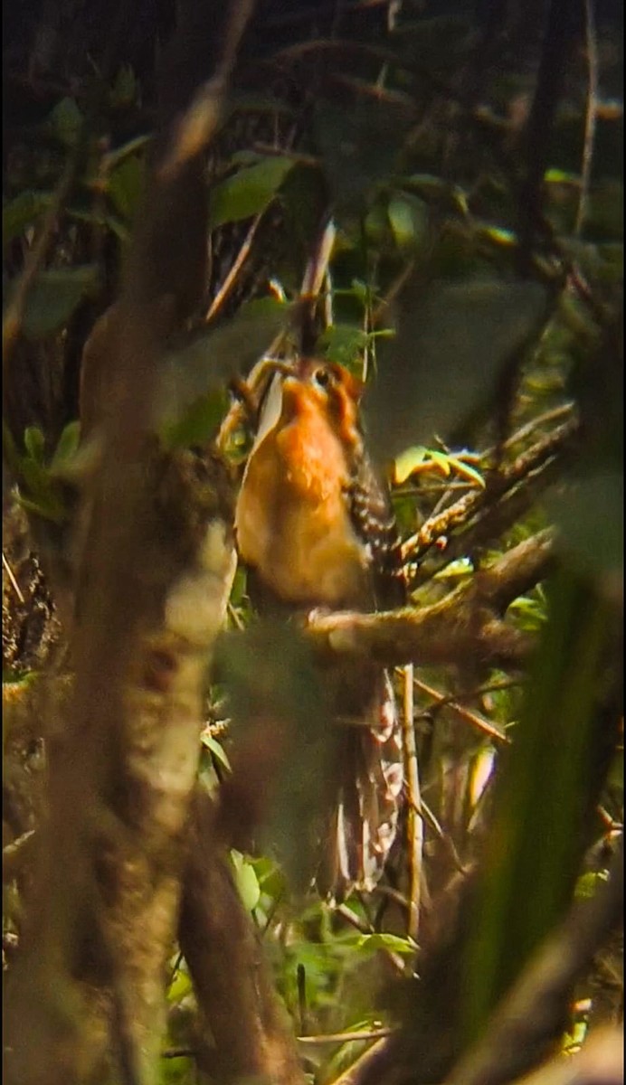 Tavus Guguğu - ML643356679