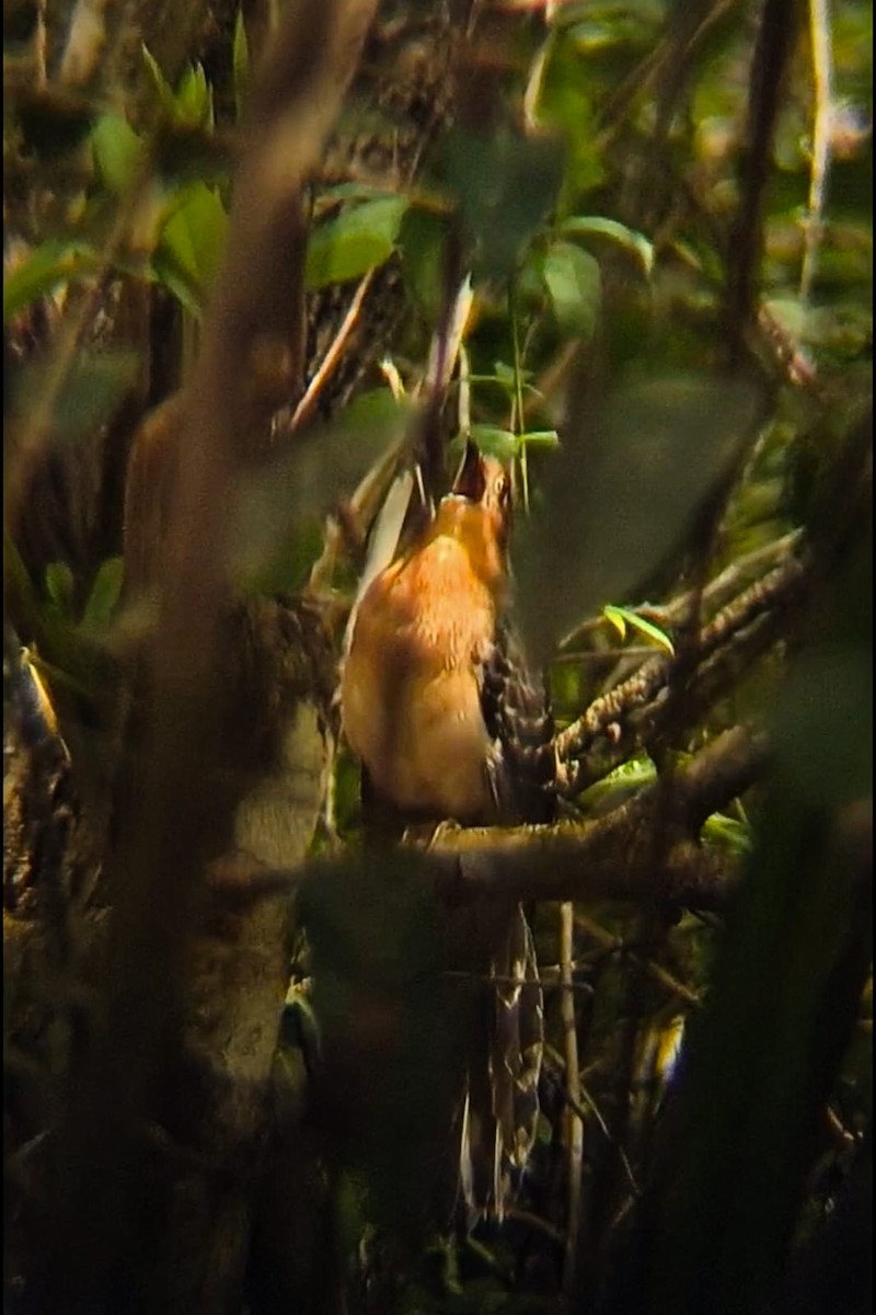 Tavus Guguğu - ML643356680