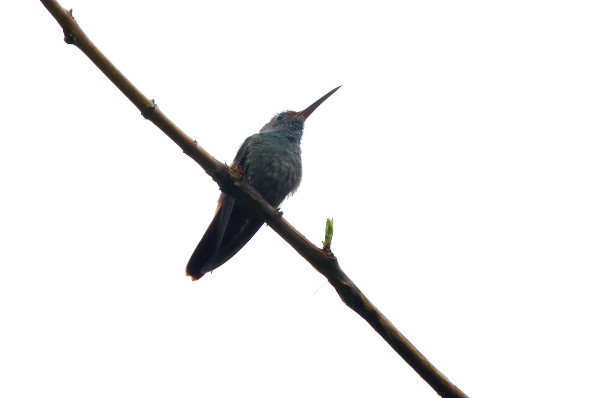 Rufous-tailed Hummingbird (Rufous-tailed) - ML643356683