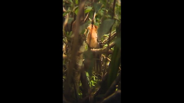 Pavonine Cuckoo - ML643356686