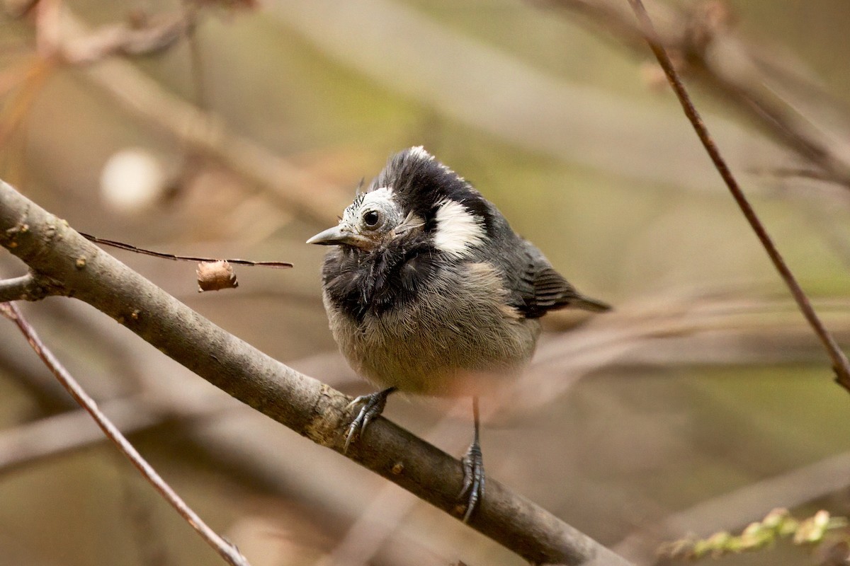 Rufous-vented Tit - ML643356691