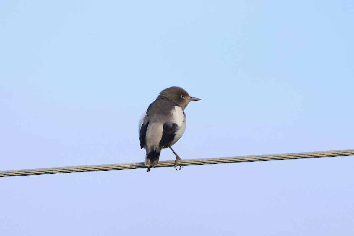 White-shouldered Starling - ML643356701