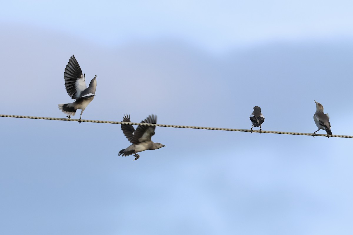 White-shouldered Starling - ML643356703
