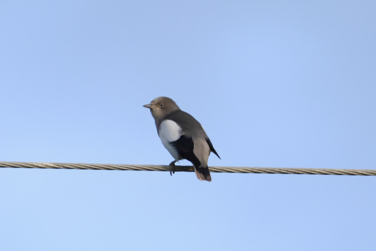 White-shouldered Starling - ML643356704