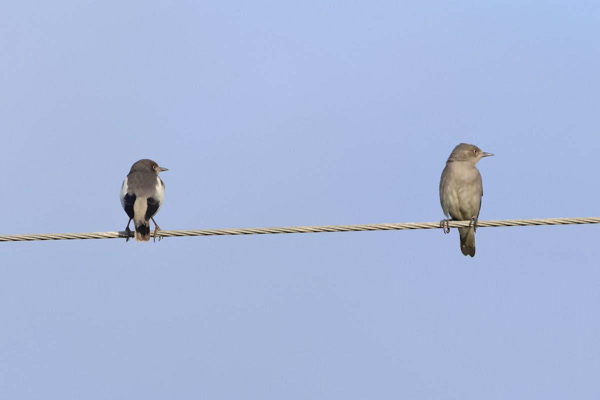 White-shouldered Starling - ML643356705