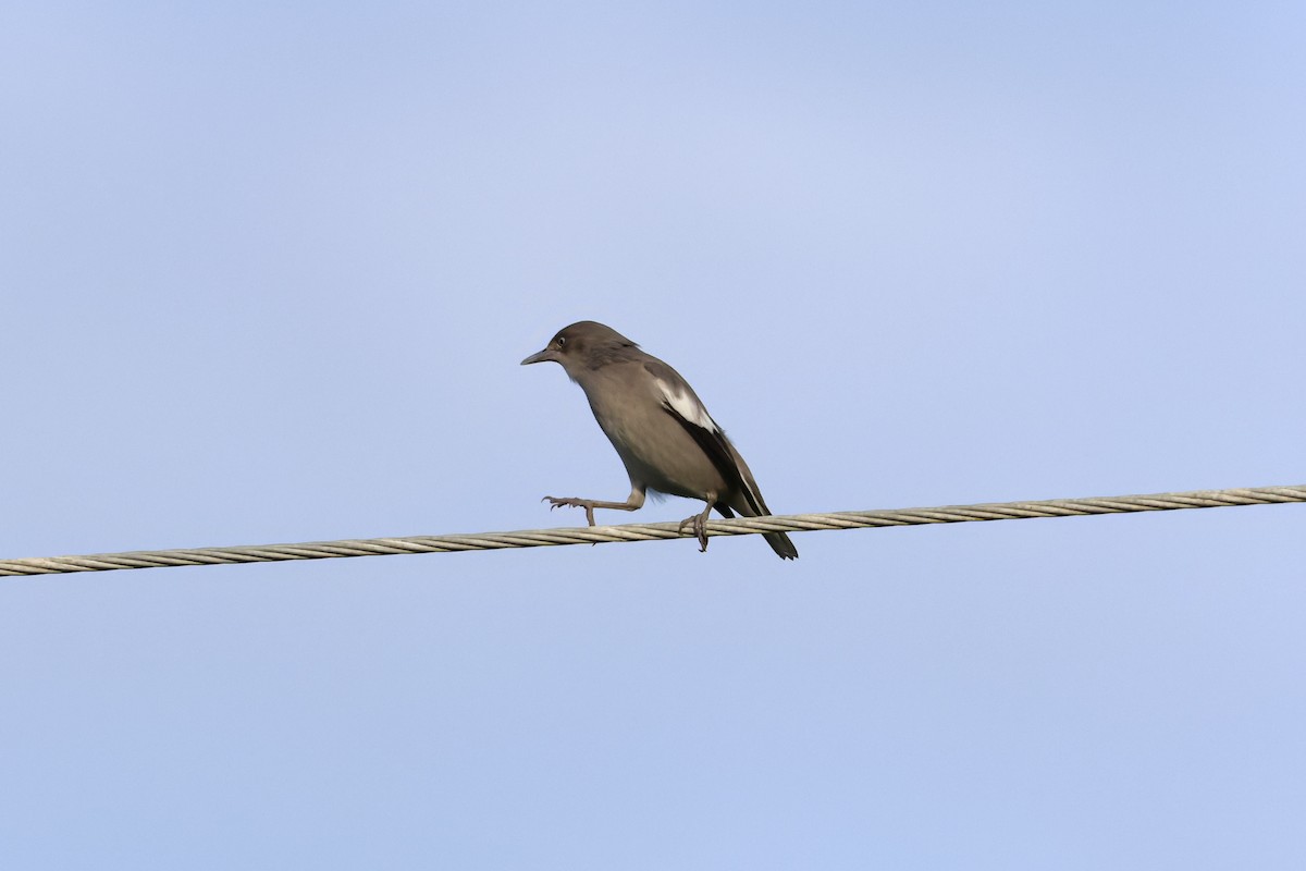 White-shouldered Starling - ML643356706