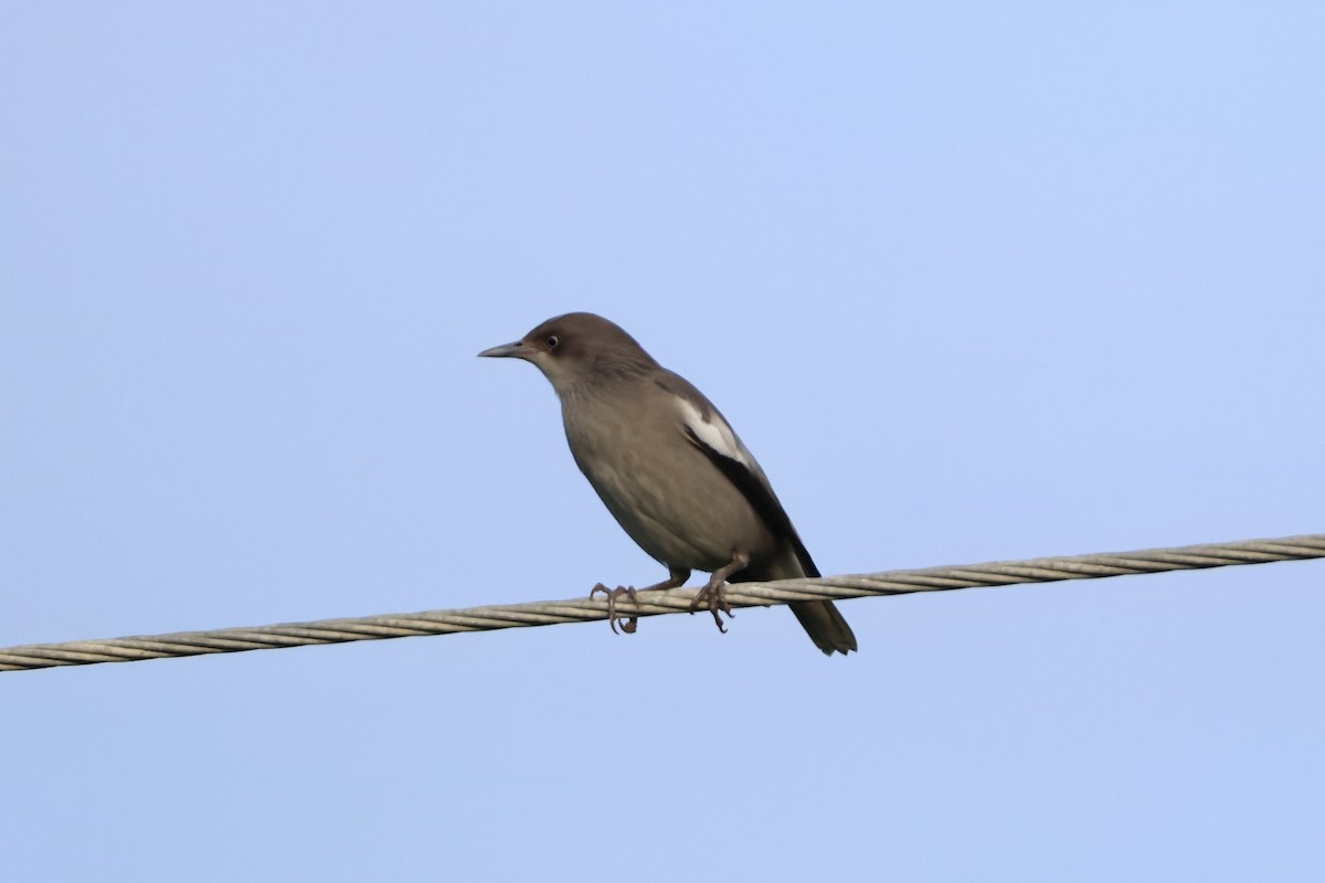White-shouldered Starling - ML643356707