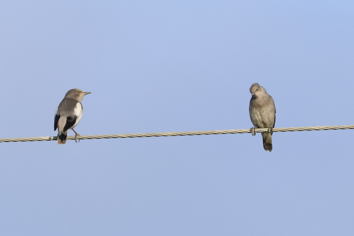 White-shouldered Starling - ML643356708