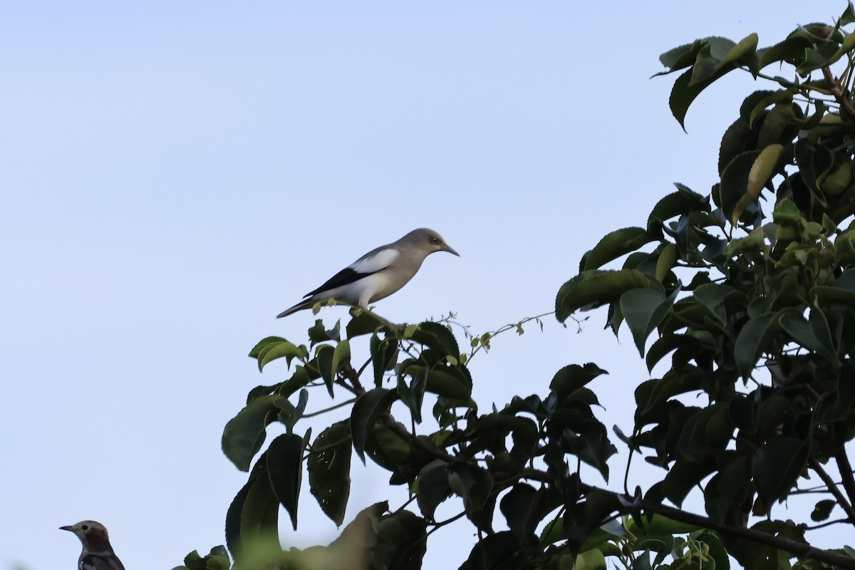 White-shouldered Starling - ML643356709