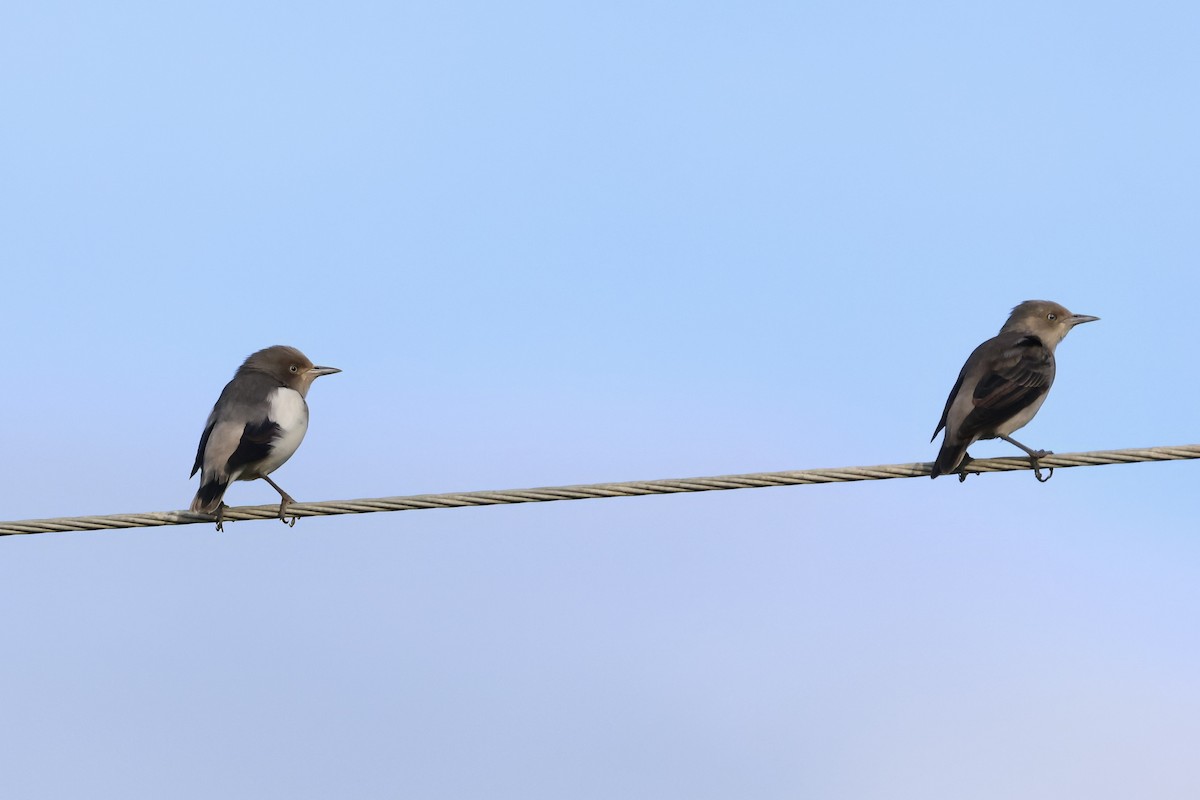 White-shouldered Starling - ML643356710