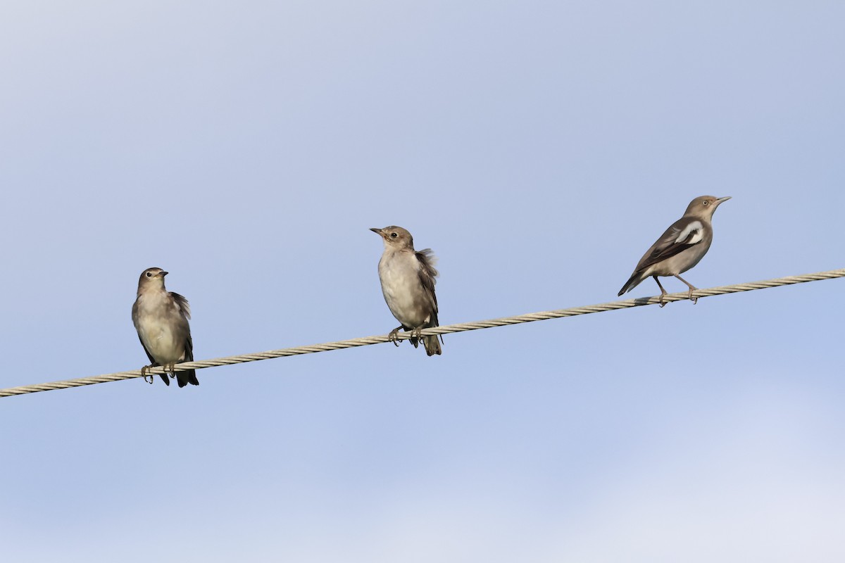 White-shouldered Starling - ML643356711