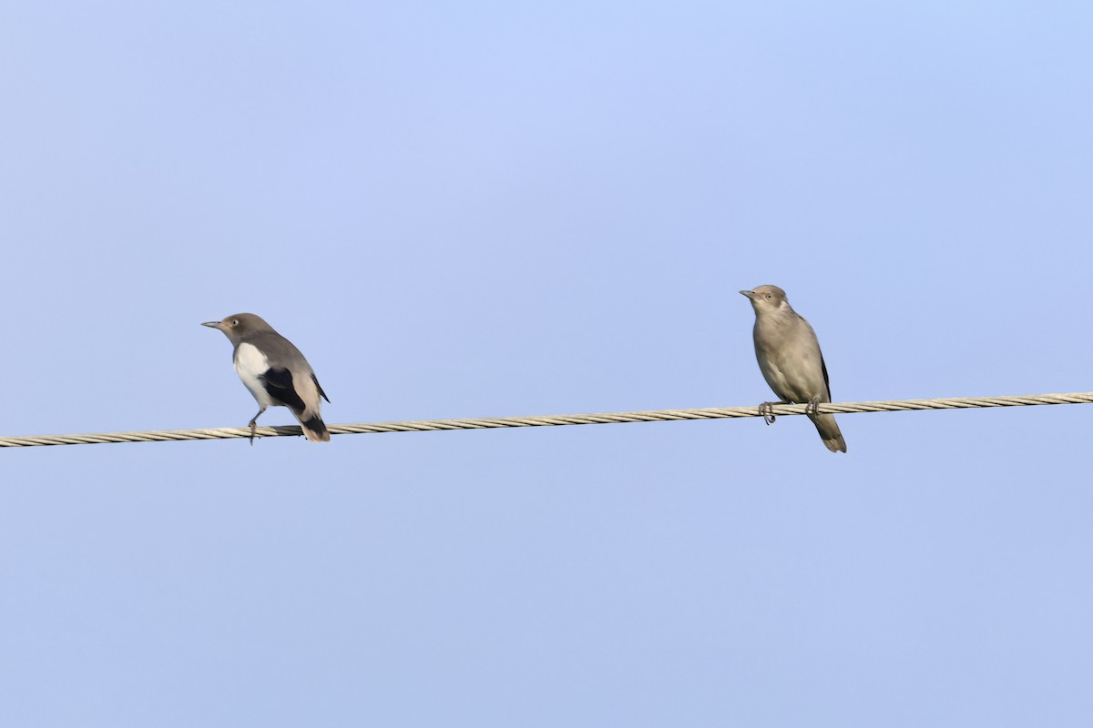 White-shouldered Starling - ML643356712