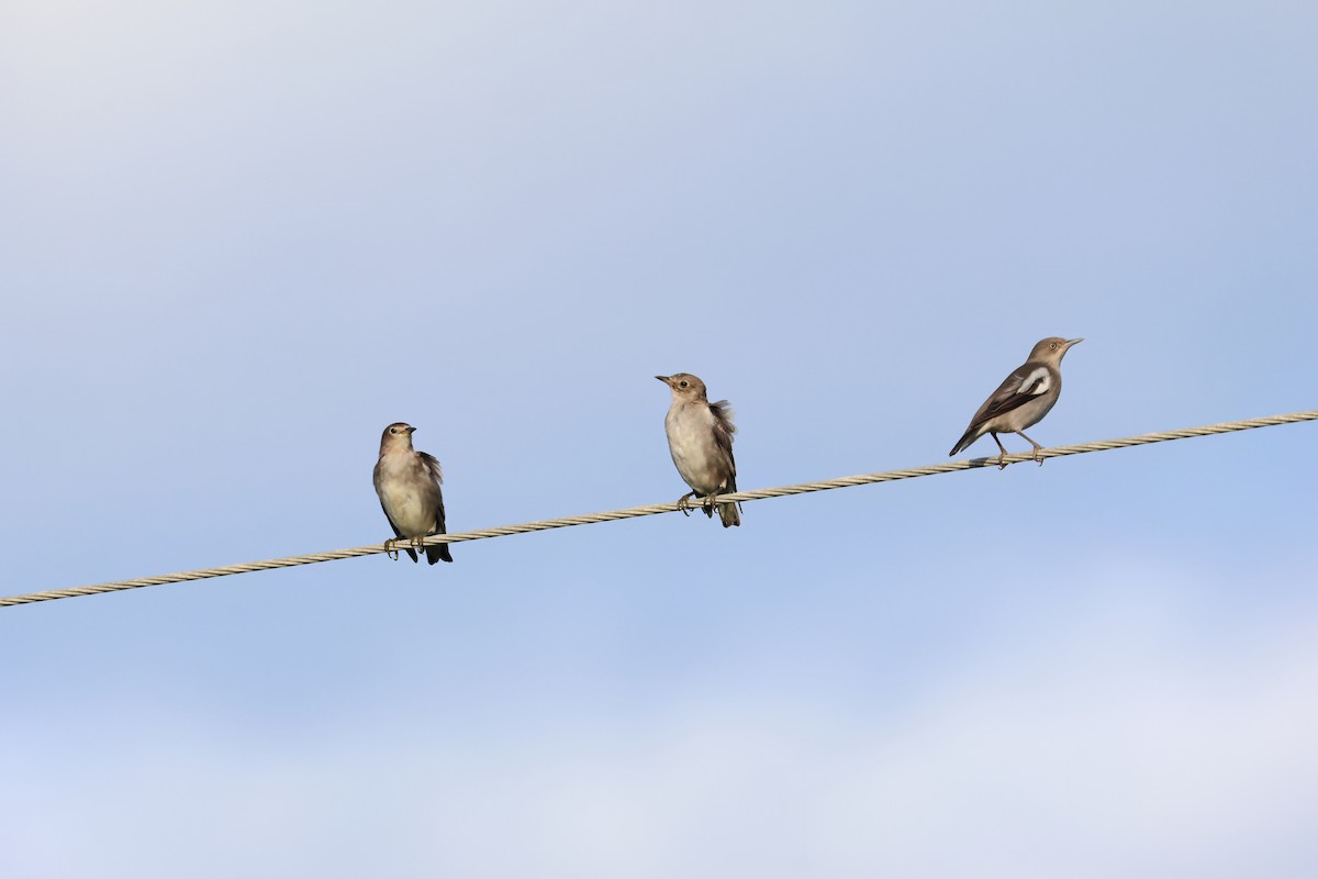 White-shouldered Starling - ML643356716