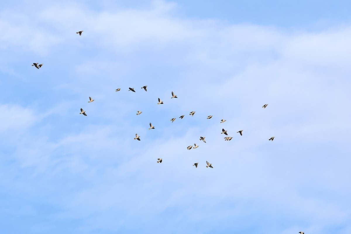 White-shouldered Starling - ML643356717
