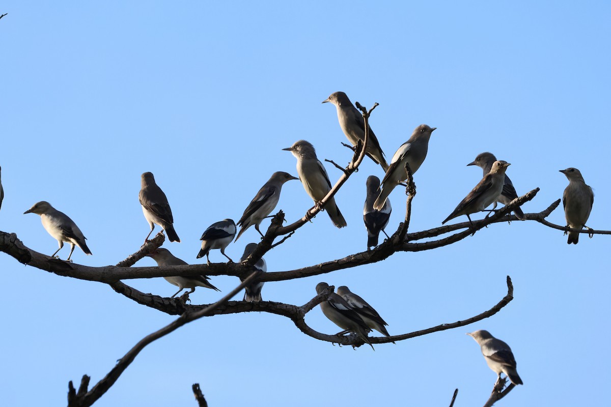 White-shouldered Starling - ML643356718