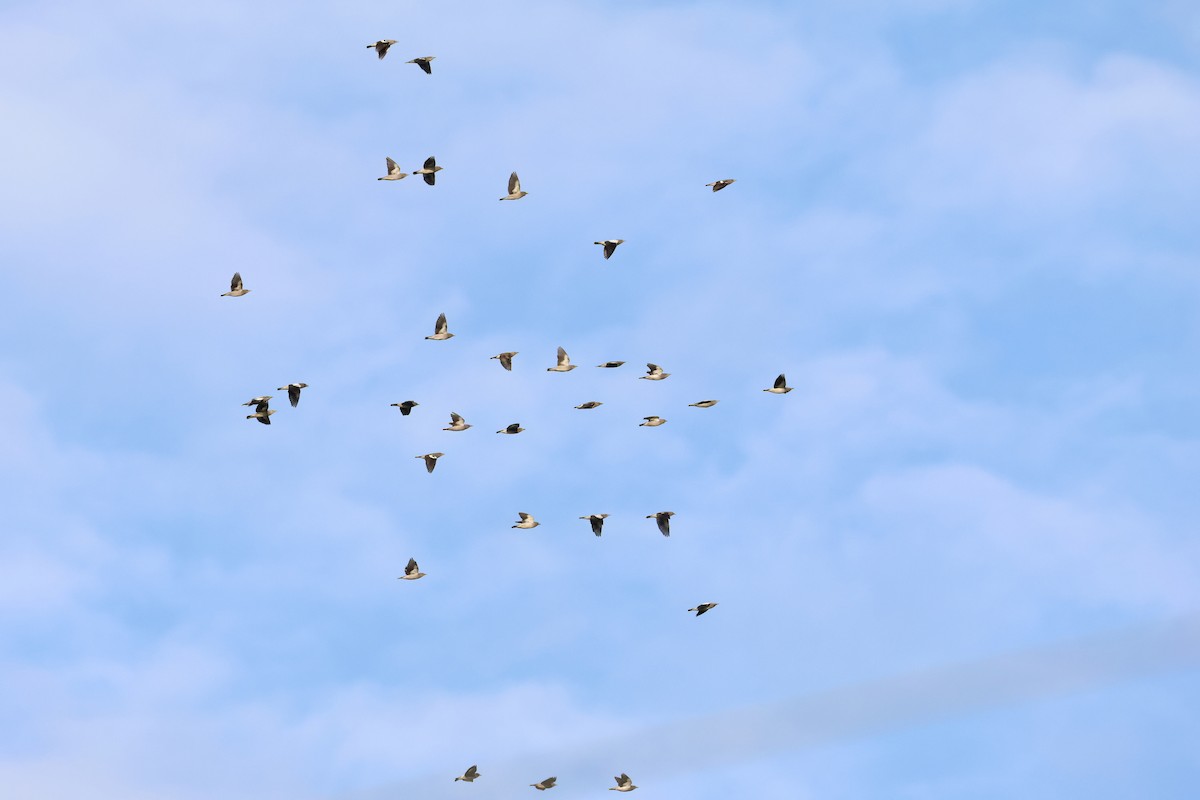 White-shouldered Starling - ML643356719