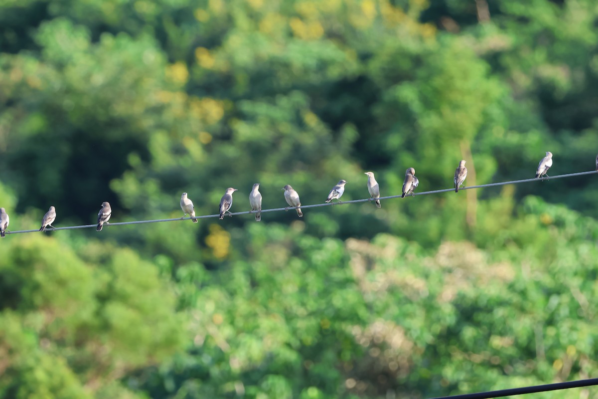 White-shouldered Starling - ML643356721
