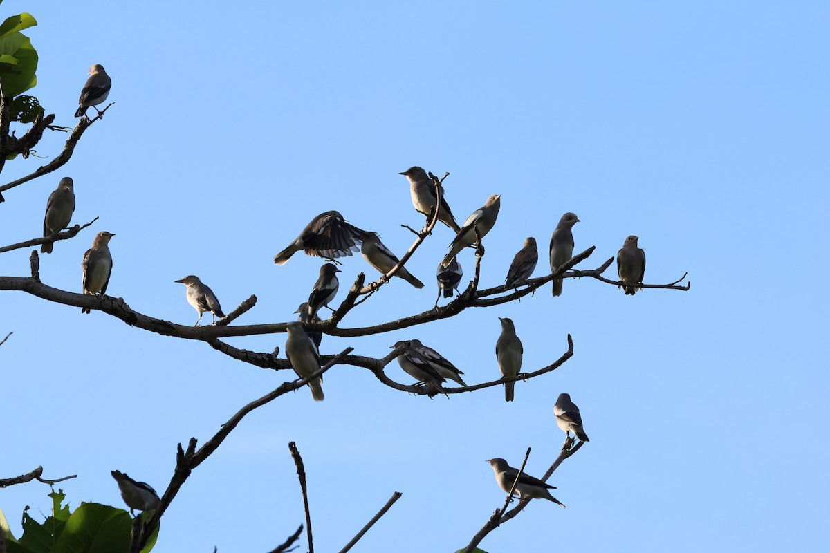 White-shouldered Starling - ML643356722