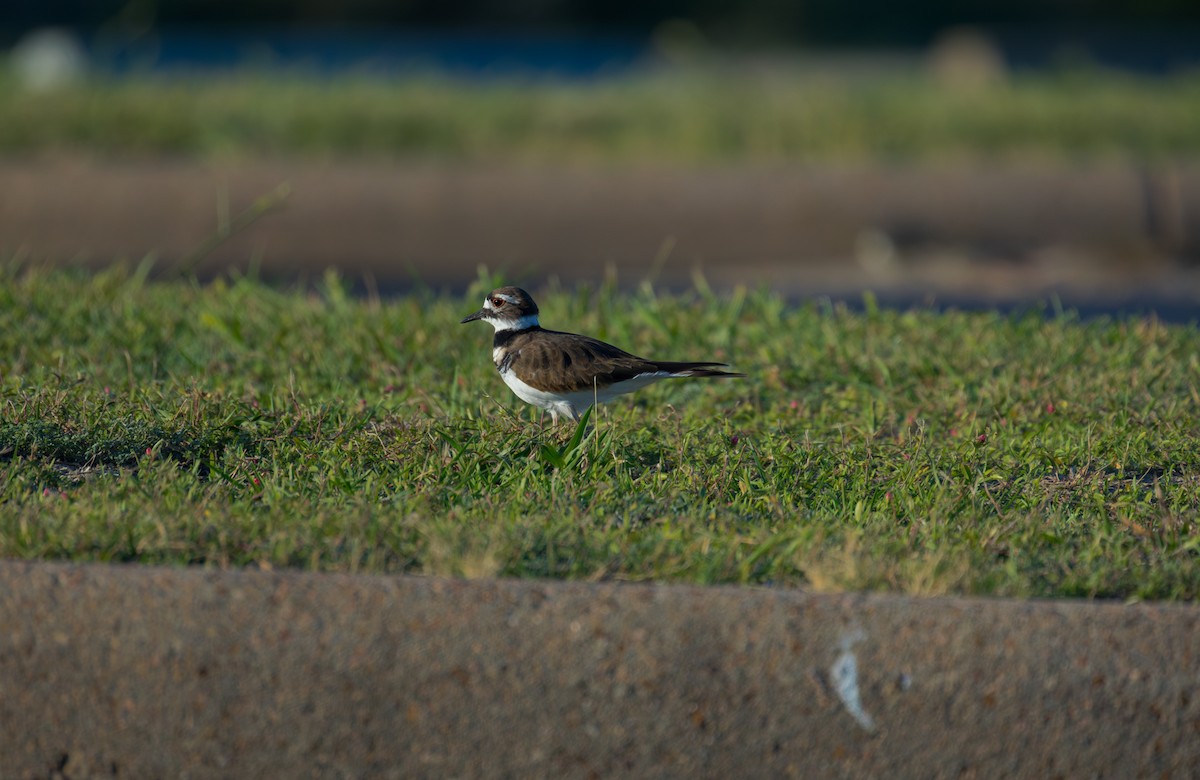 Killdeer - ML643356732