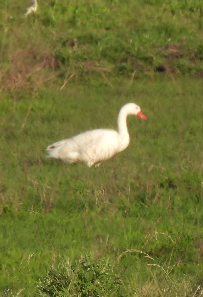 Coscoroba Swan - ML643356747
