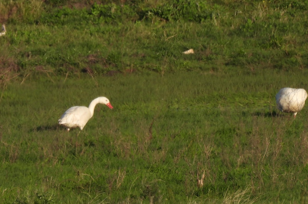 Coscoroba Swan - ML643356756
