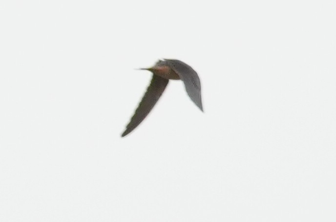 Barn Swallow (Tytler's) - ML643356762