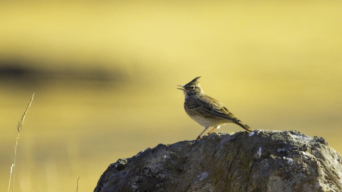 Thekla's Lark - ML643356804