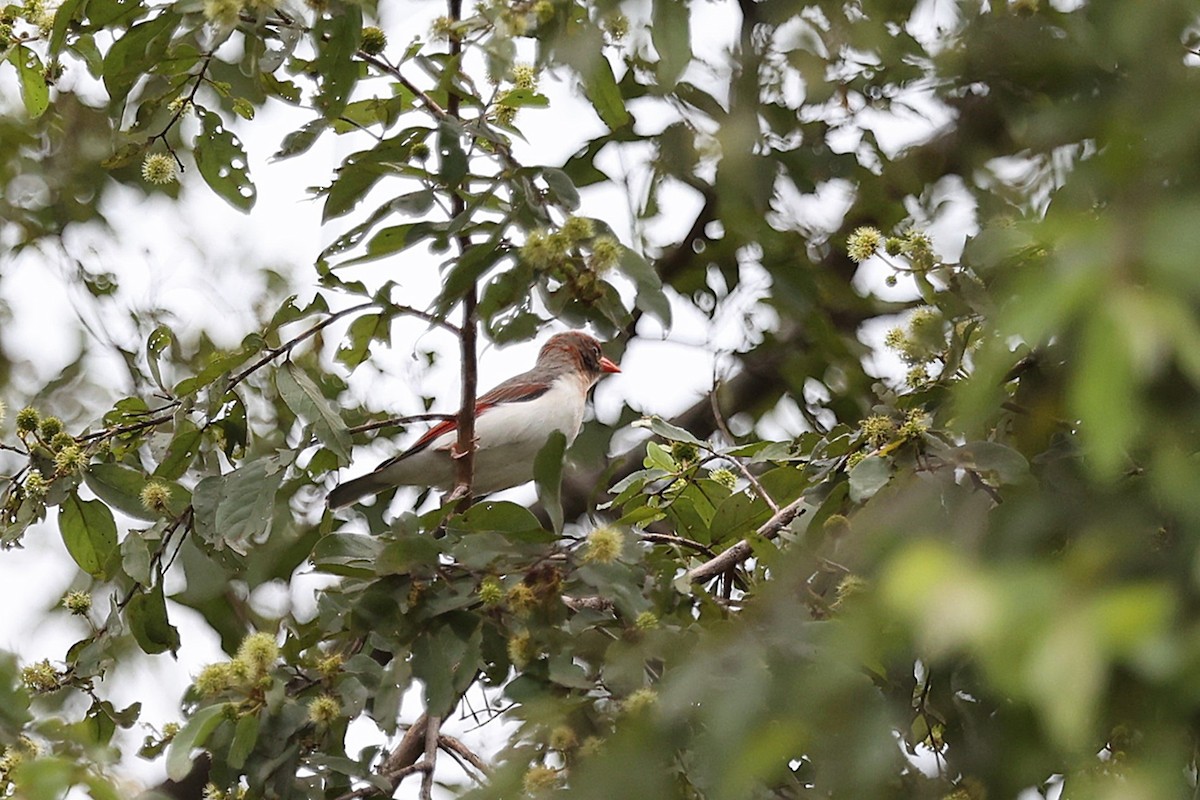 Red-headed Weaver - ML643356826