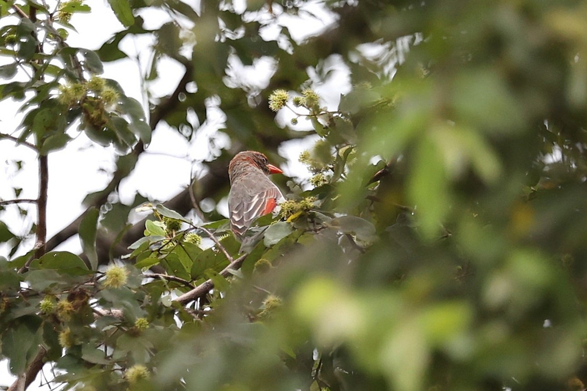 Red-headed Weaver - ML643356827