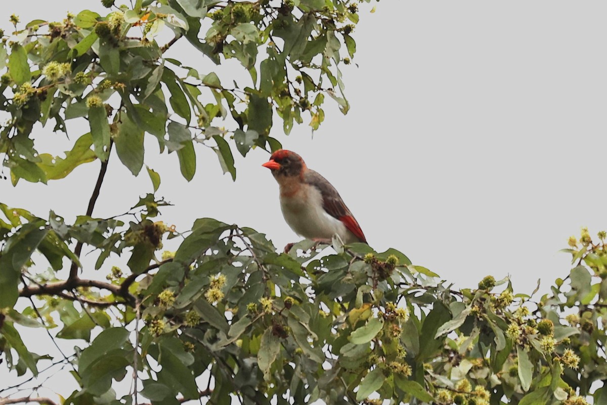 Red-headed Weaver - ML643356828