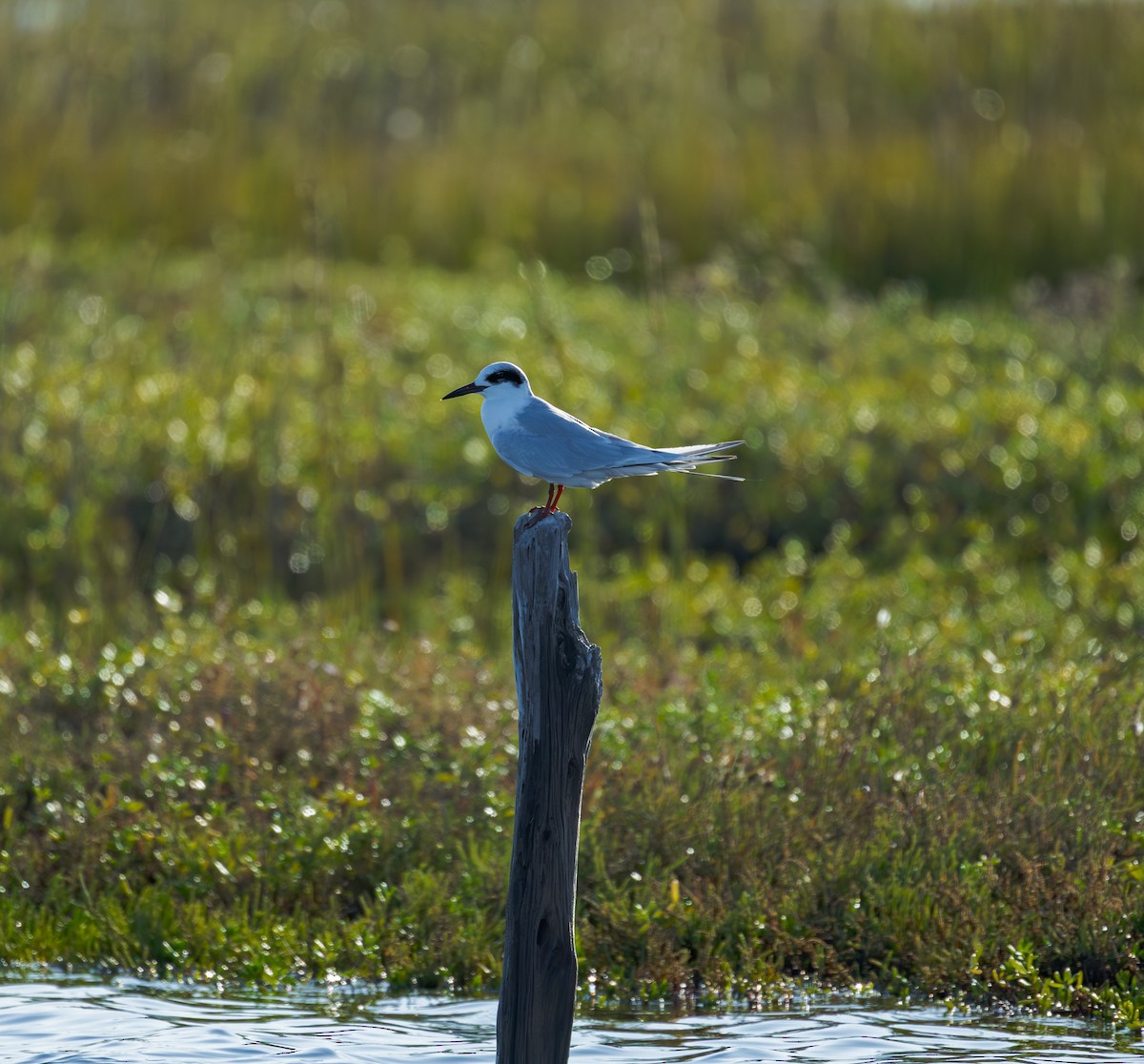 Forster's Tern - ML643356834