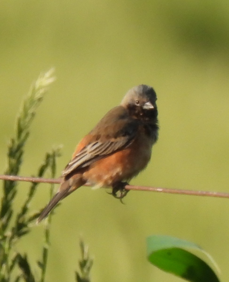 Dark-throated Seedeater - ML643356842