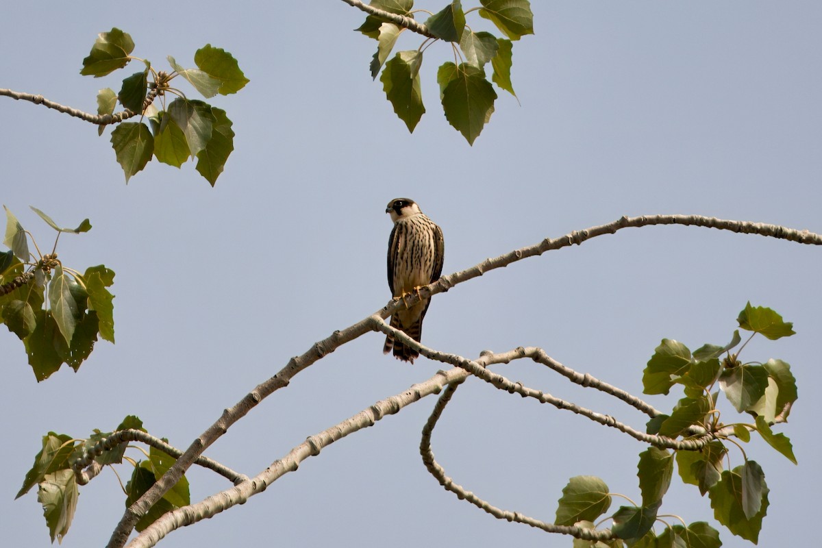 Eurasian Hobby - ML643356849