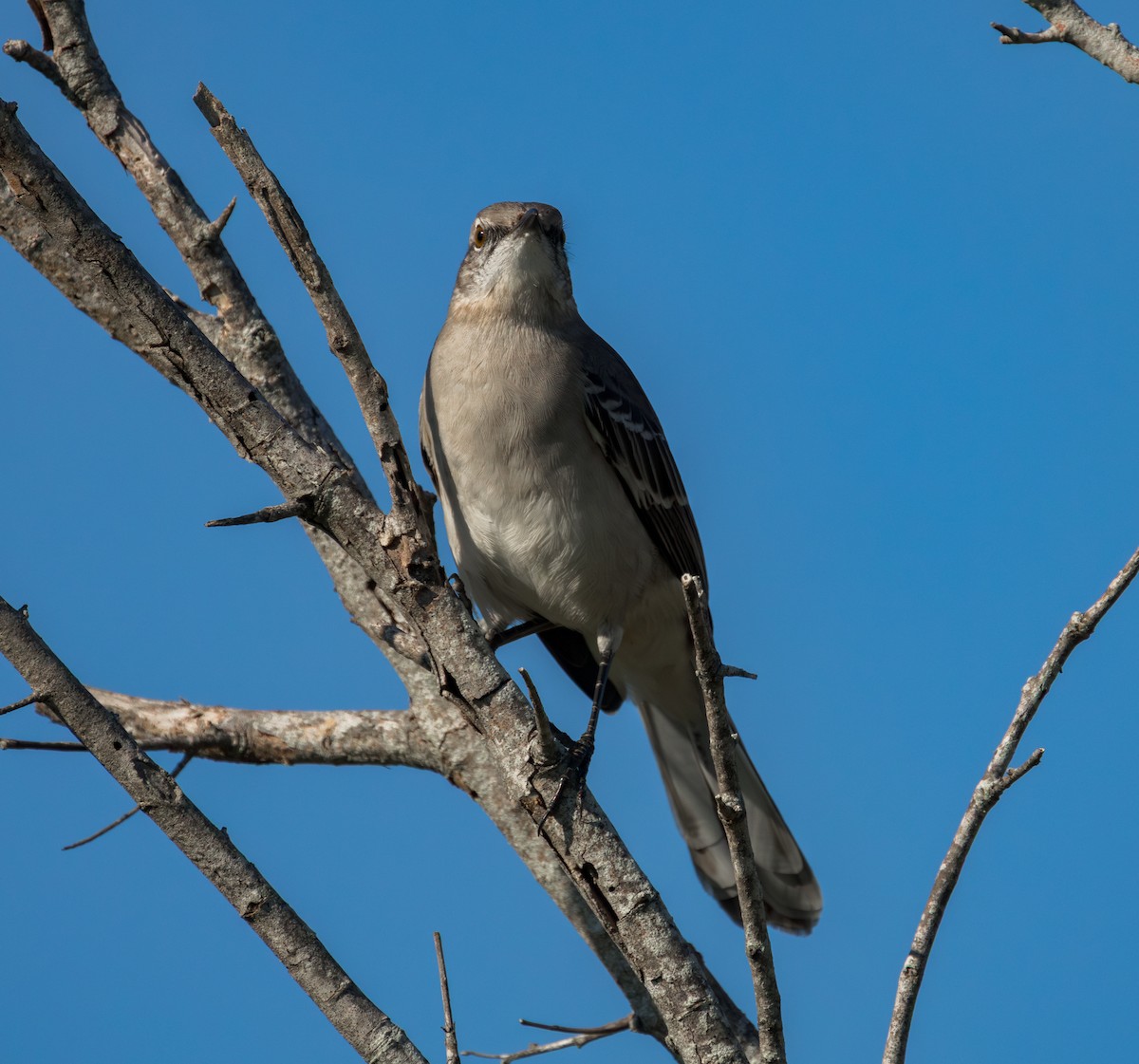 Northern Mockingbird - ML643356850