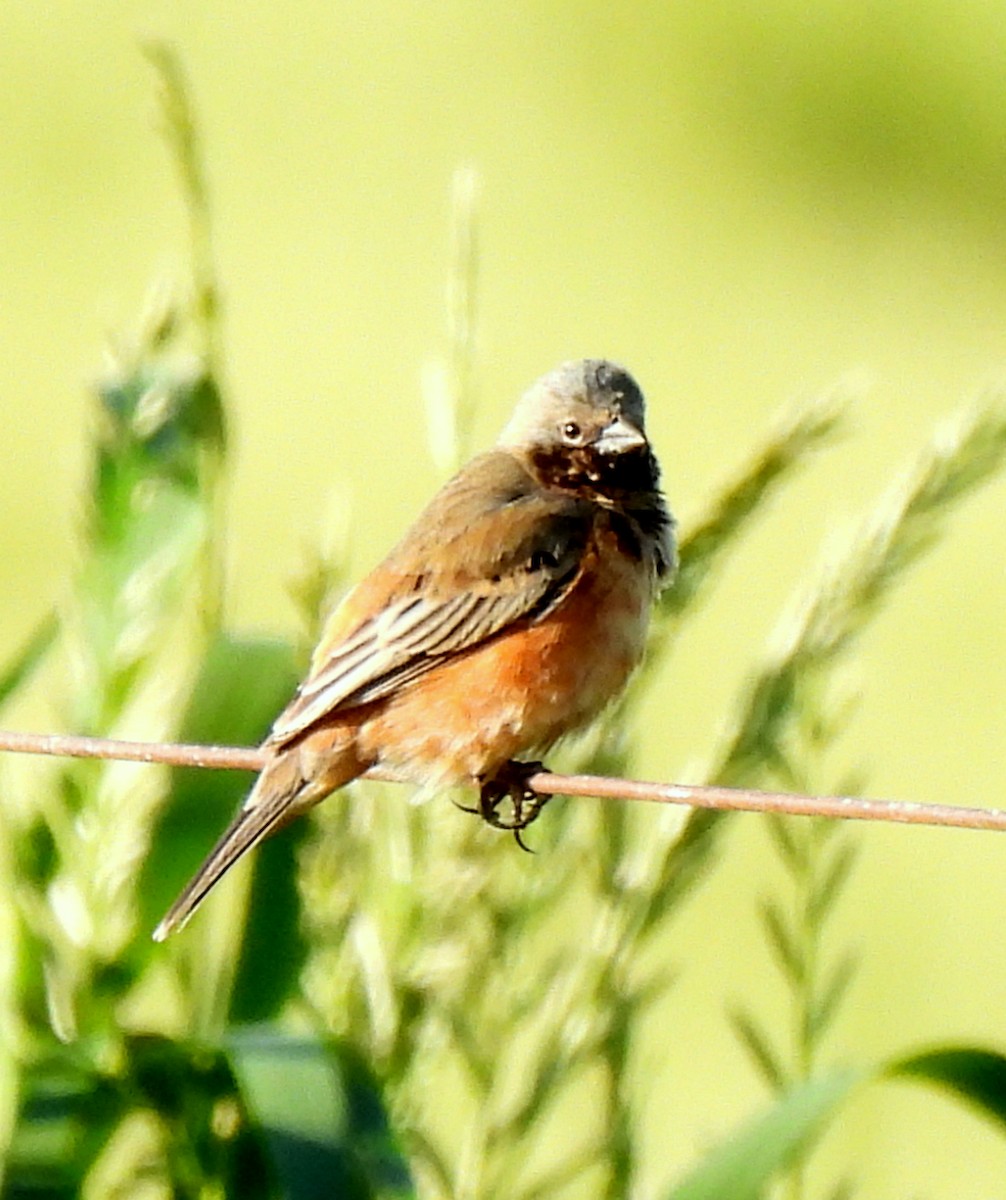 Dark-throated Seedeater - ML643356855