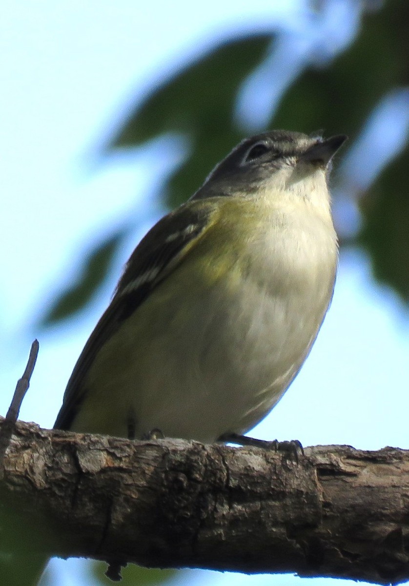 Blue-headed Vireo - ML643356856