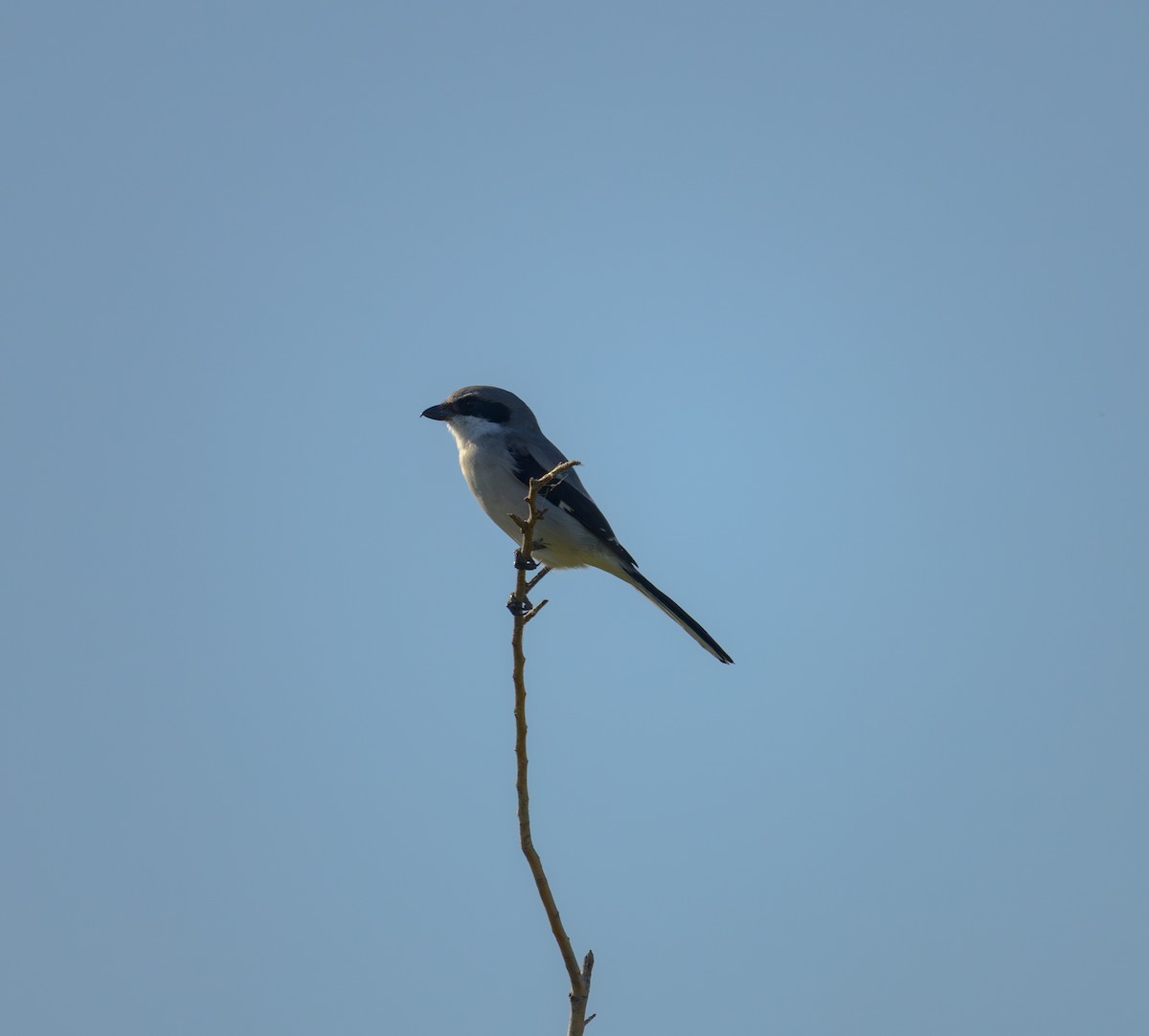 Loggerhead Shrike - ML643356858