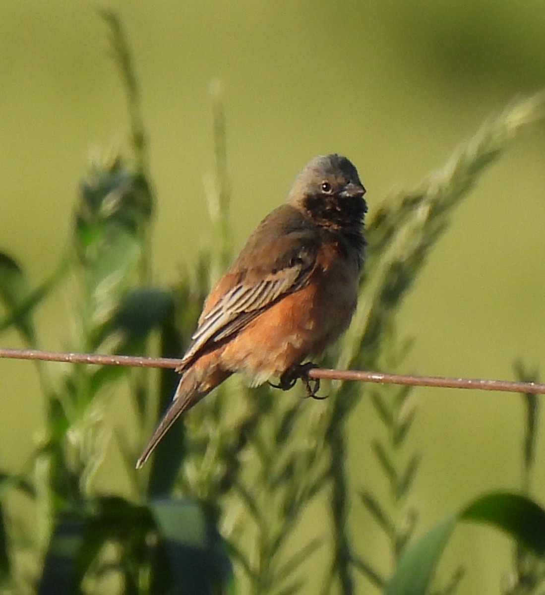 Dark-throated Seedeater - ML643356887