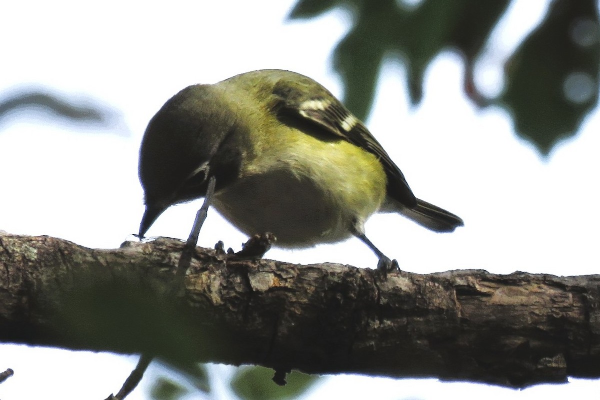 Blue-headed Vireo - ML643356889